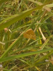 Fountainea glycerium cratais