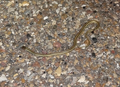 Thamnophis proximus orarius