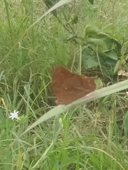 Fountainea glycerium cratais