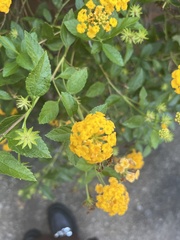 Lantana camara