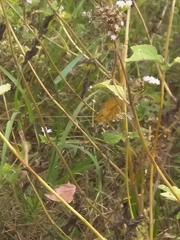 Fountainea glycerium cratais