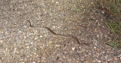 Pantherophis emoryi