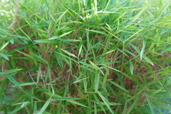 Pogonatherum paniceum