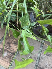 Smilax auriculata