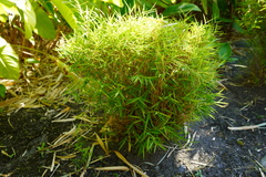 Pogonatherum paniceum
