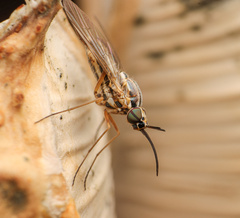 Mythicomyiidae