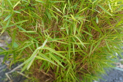 Pogonatherum paniceum