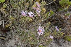 Lampranthus stipulaceus