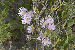 Lampranthus stipulaceus