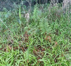 Cyclosorus interruptus