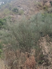 Genista tenera