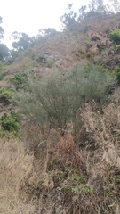 Genista tenera
