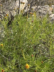 Sidneya tenuifolia
