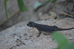 Sceloporus siniferus