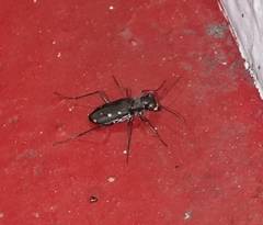 Cicindela ocellata
