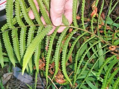 Cyclosorus interruptus