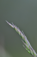 Festuca pseudovina