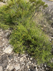 Sidneya tenuifolia