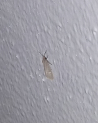 Pygarctia pterygostigma