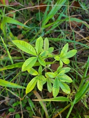 Cleome houtteana