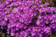 Aizoaceae