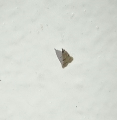 Cacotherapia flexilinealis
