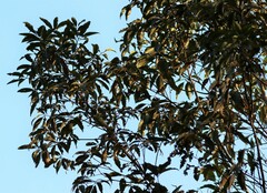 Lophostemon confertus