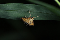 Cnaphalocrocis medinalis