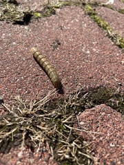 Lepidoptera