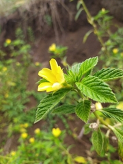 Turnera diffusa