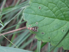 Trypetoptera punctulata