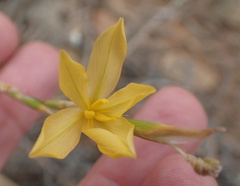Moraea lewisiae