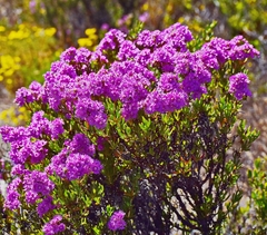 Ruschia macowanii