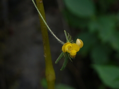 Vigna radiata