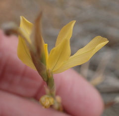 Moraea lewisiae