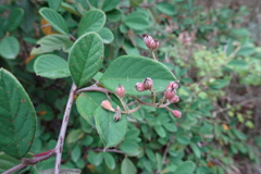 Cotoneaster coriaceus