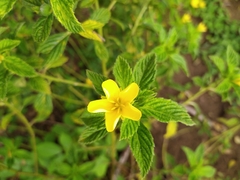 Turnera diffusa