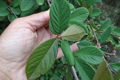 Cotoneaster coriaceus