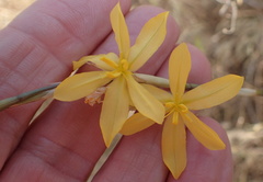 Moraea lewisiae
