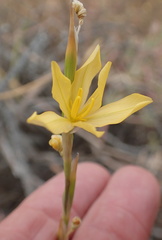 Moraea lewisiae
