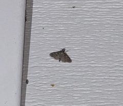 Steniodes declivalis