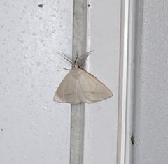 Lychnosea intermicata