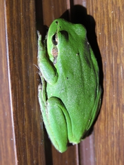 Hyla meridionalis