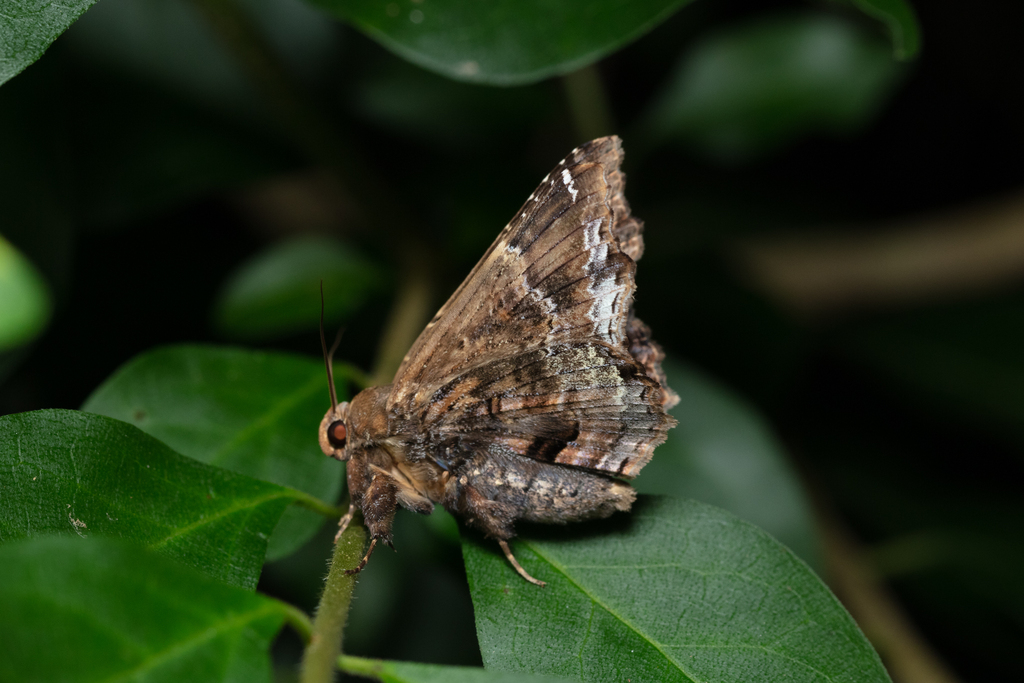 Lacera procellosa