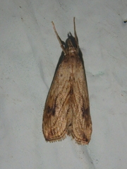 Evergestis forficalis