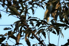 Lophostemon confertus