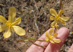 Moraea lewisiae