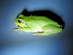 Hyla meridionalis