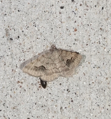 Frederickia s-signata