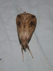 Evergestis forficalis